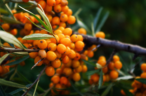 Sea Buckthorn (Hippophae Rhamnoides)