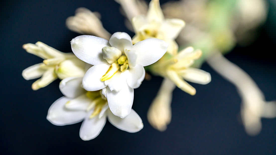 Polianthes Tuberosa