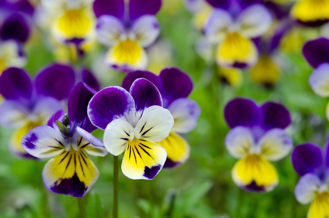 Viola Tricolor